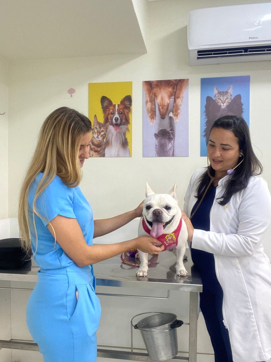 Consulta veterinária planejada na Cavet