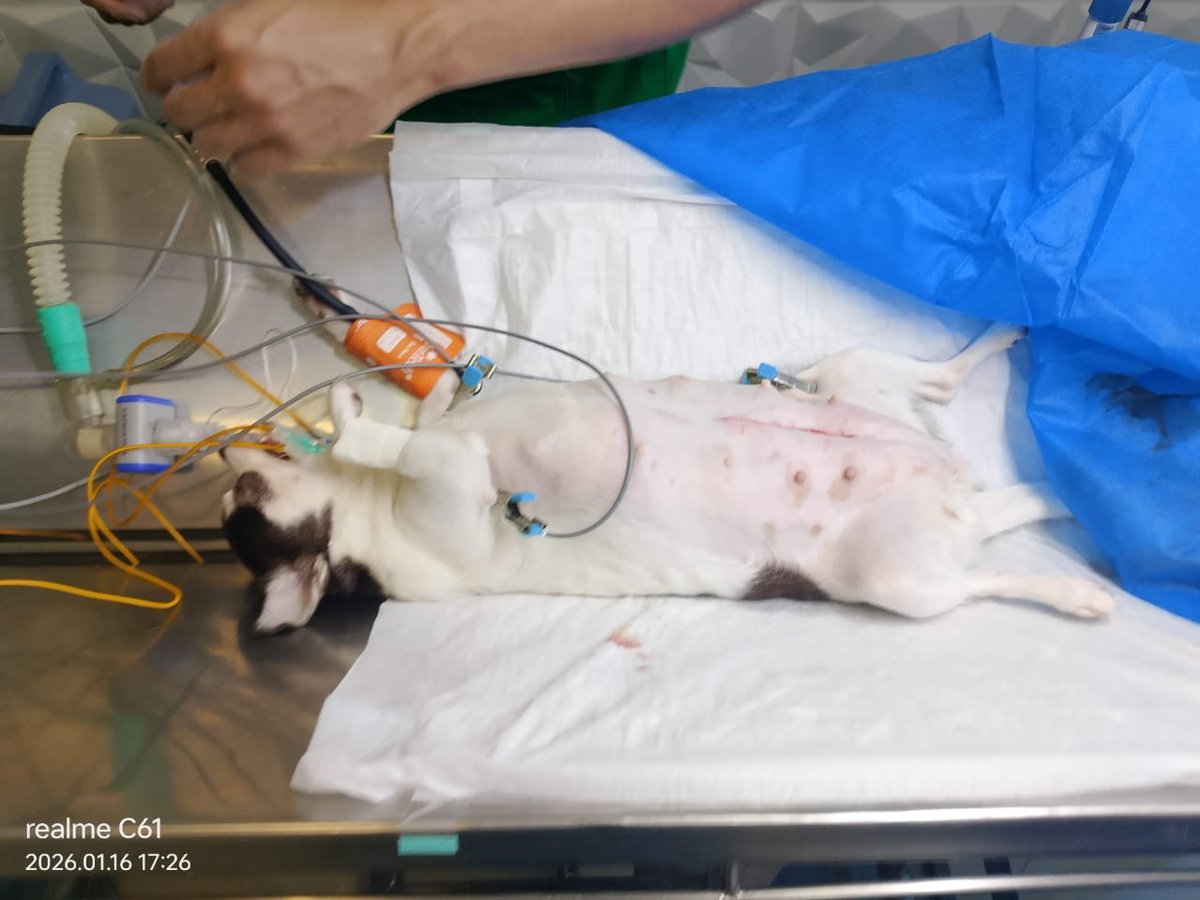 Pet sendo atendido em emergência na Cavet