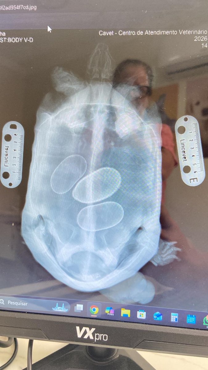Especialista veterinário da Cavet atendendo pet
